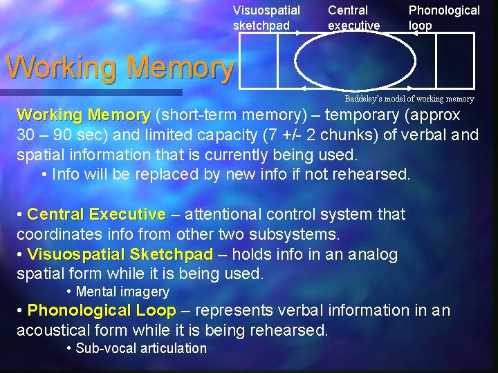 Visuospatial sketchpad Central executive Phonological loop Working Memory Baddeley’s model of working memory Working