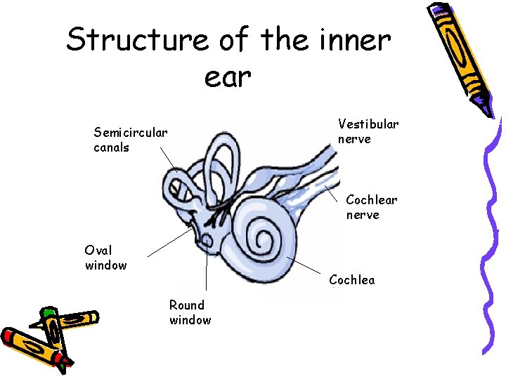 Structure of the inner ear Vestibular nerve Semicircular canals Cochlear nerve Oval window Cochlea