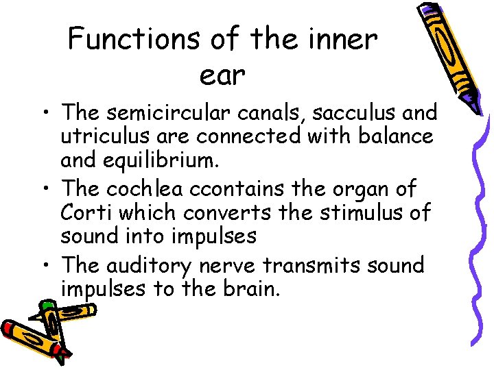 Functions of the inner ear • The semicircular canals, sacculus and utriculus are connected