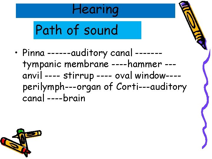 Hearing Path of sound • Pinna ------auditory canal ------tympanic membrane ----hammer --anvil ---- stirrup