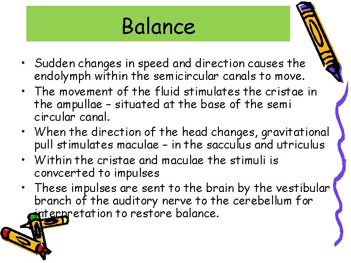 Balance • Sudden changes in speed and direction causes the endolymph within the semicircular