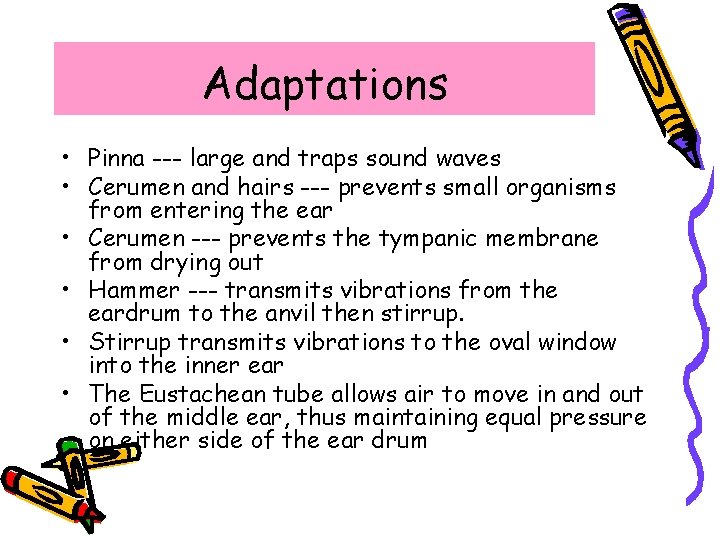 Adaptations • Pinna --- large and traps sound waves • Cerumen and hairs ---