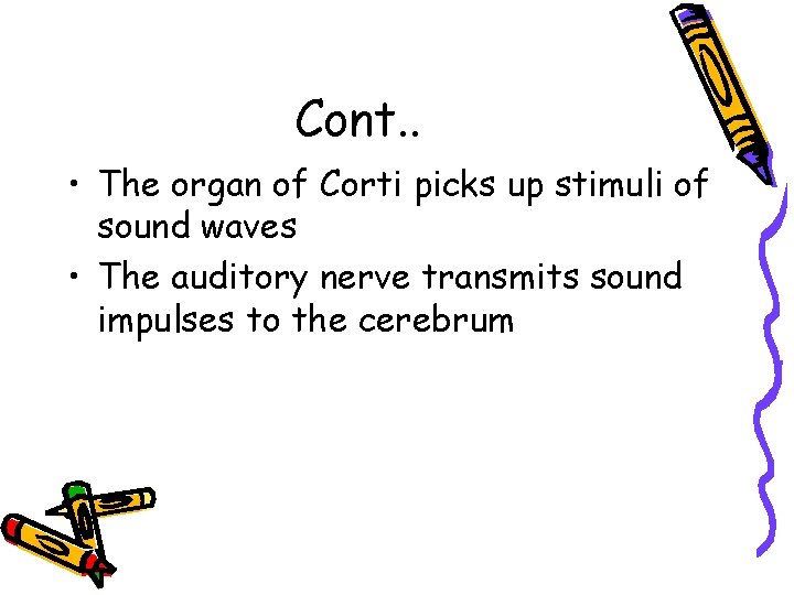 Cont. . • The organ of Corti picks up stimuli of sound waves •