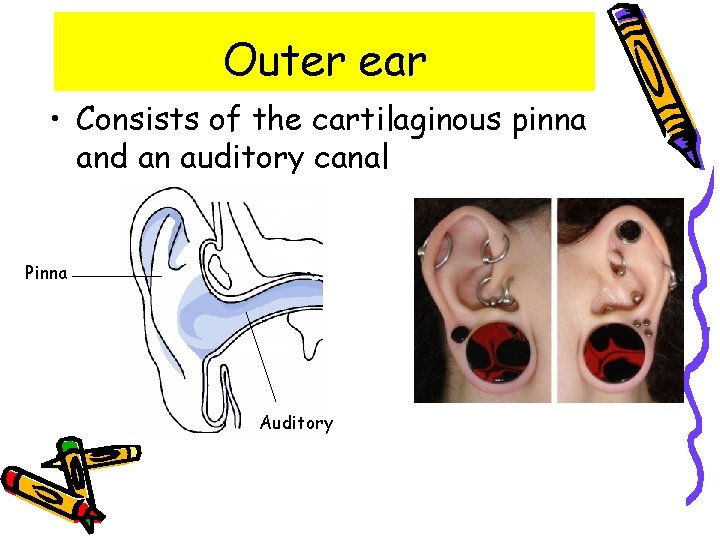 Outer ear • Consists of the cartilaginous pinna and an auditory canal Pinna Auditory