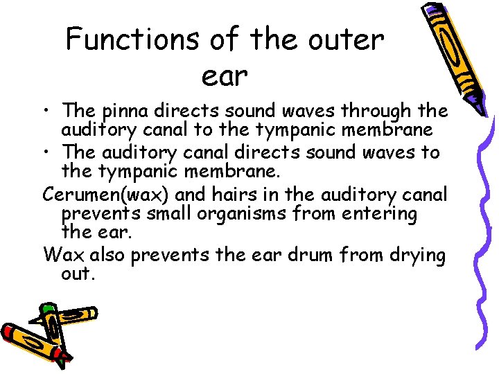 Functions of the outer ear • The pinna directs sound waves through the auditory