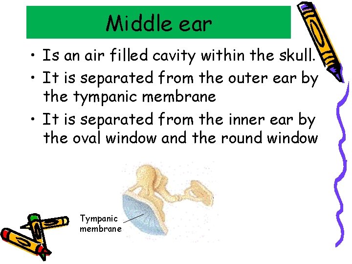 Middle ear • Is an air filled cavity within the skull. • It is