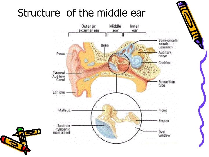 Structure of the middle ear 