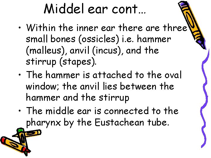 Middel ear cont… • Within the inner ear there are three small bones (ossicles)