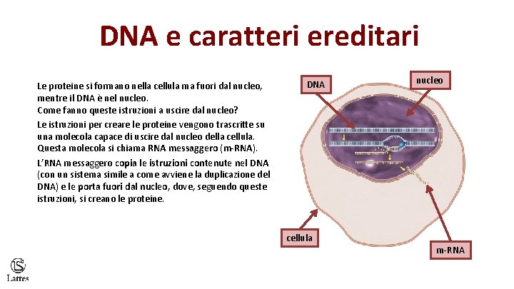 DNA e caratteri ereditari Le proteine si formano nella cellula ma fuori dal nucleo,