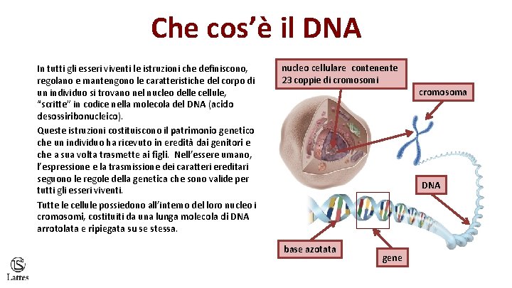 Che cos’è il DNA In tutti gli esseri viventi le istruzioni che definiscono, regolano