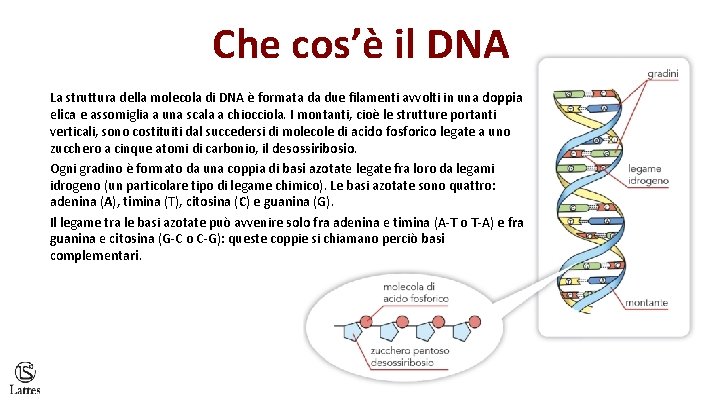 Che cos’è il DNA La struttura della molecola di DNA è formata da due