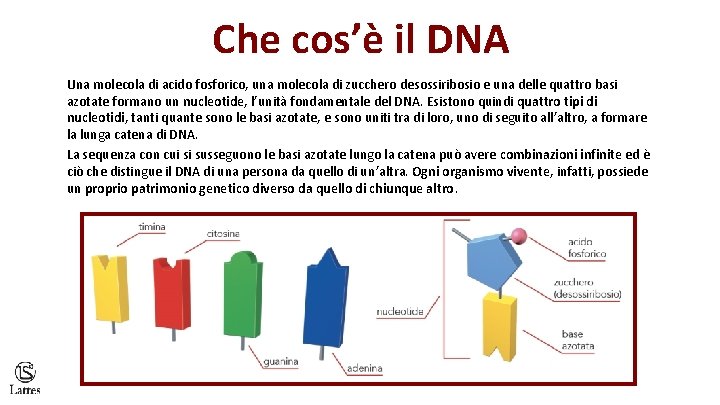 Che cos’è il DNA Una molecola di acido fosforico, una molecola di zucchero desossiribosio