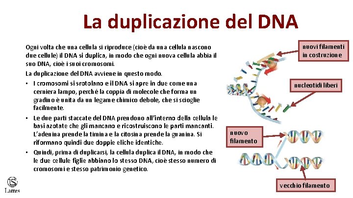 La duplicazione del DNA Ogni volta che una cellula si riproduce (cioè da una