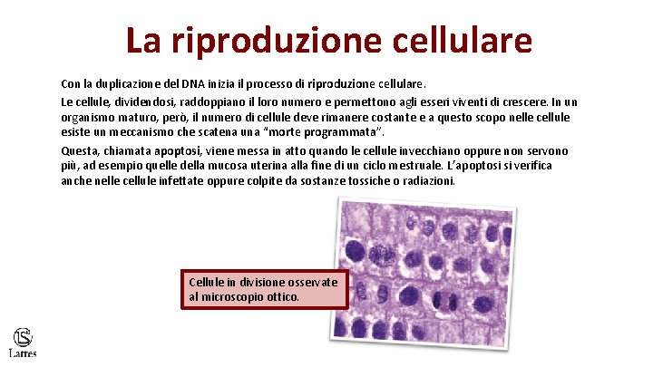 La riproduzione cellulare Con la duplicazione del DNA inizia il processo di riproduzione cellulare.