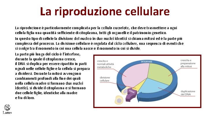 La riproduzione cellulare La riproduzione è particolarmente complicata per la cellula eucariote, che deve