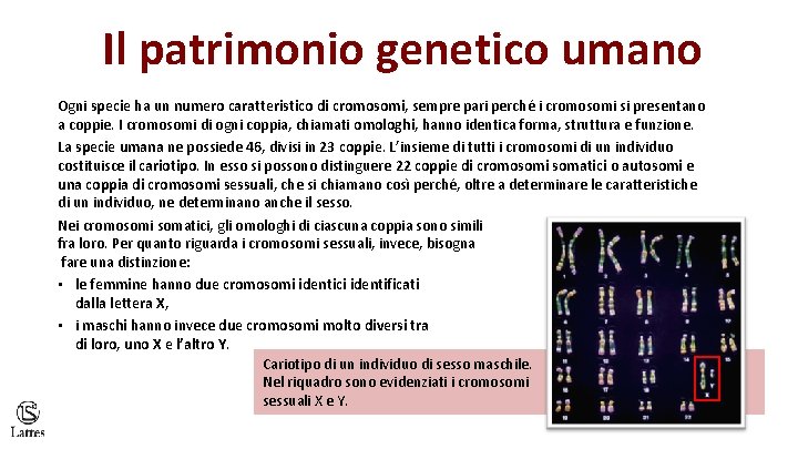 Il patrimonio genetico umano Ogni specie ha un numero caratteristico di cromosomi, sempre pari