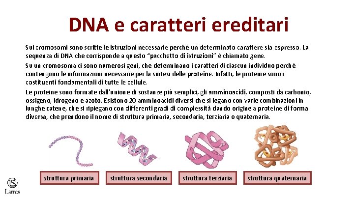 DNA e caratteri ereditari Sui cromosomi sono scritte le istruzioni necessarie perché un determinato
