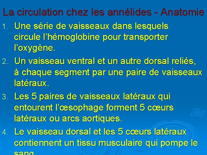 La circulation chez les annélides - Anatomie 1. 2. 3. 4. Une série de