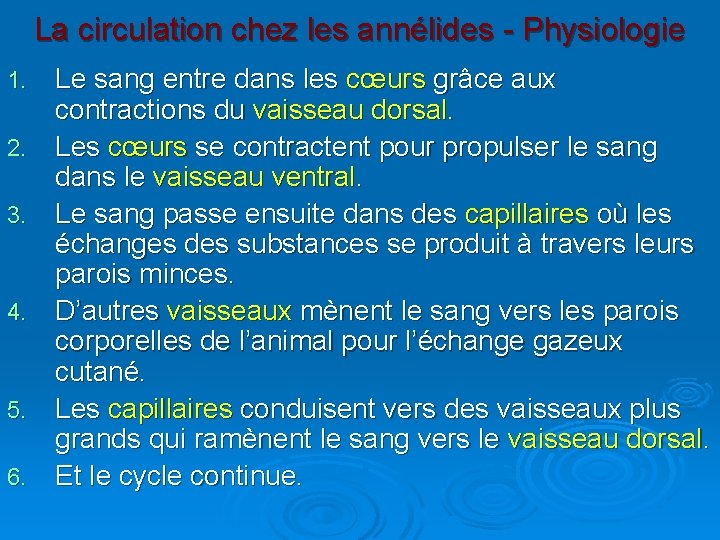 La circulation chez les annélides - Physiologie 1. 2. 3. 4. 5. 6. Le