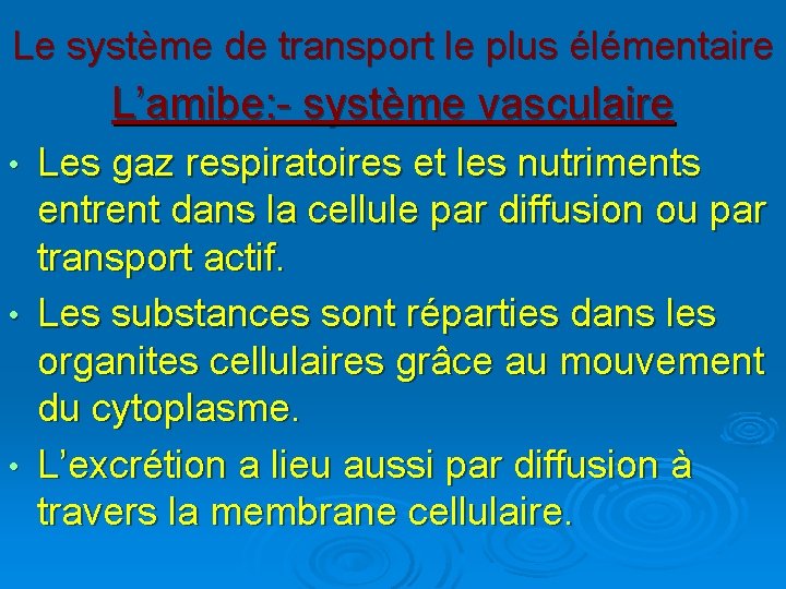 Le système de transport le plus élémentaire L’amibe: - système vasculaire Les gaz respiratoires