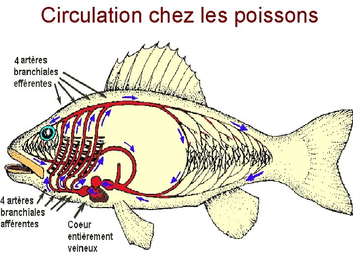 Circulation chez les poissons 