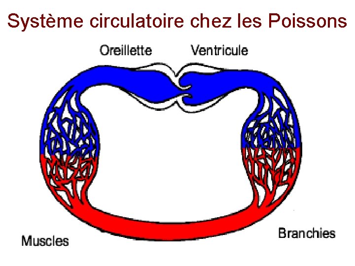 Système circulatoire chez les Poissons 