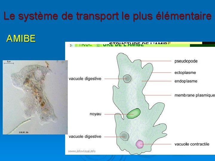 Le système de transport le plus élémentaire AMIBE 