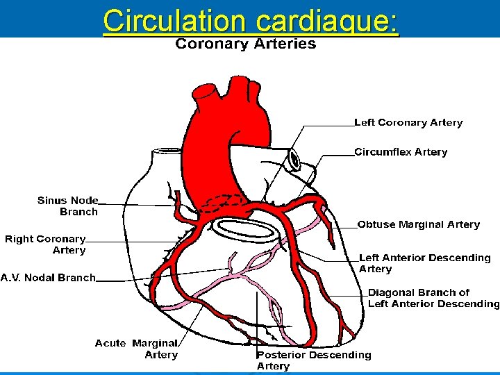 Circulation cardiaque: 