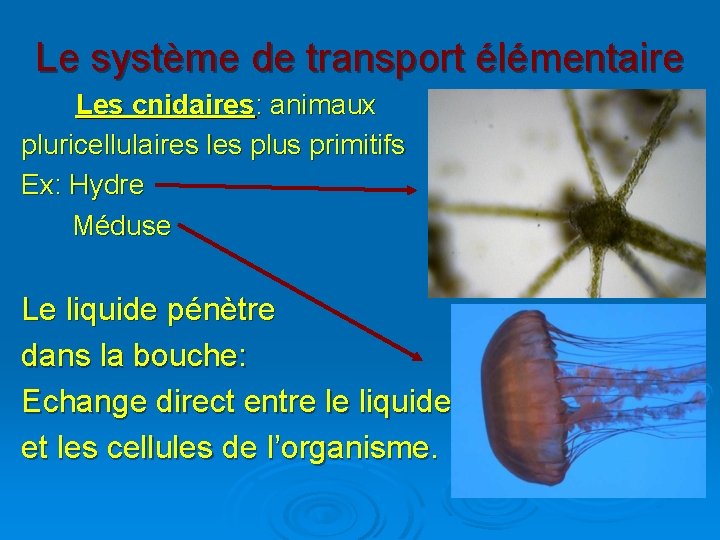 Le système de transport élémentaire Les cnidaires: animaux pluricellulaires les plus primitifs Ex: Hydre