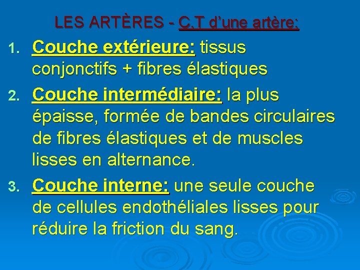 LES ARTÈRES - C. T d’une artère: Couche extérieure: tissus conjonctifs + fibres élastiques