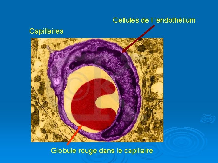 Cellules de l ’endothélium Capillaires Globule rouge dans le capillaire 