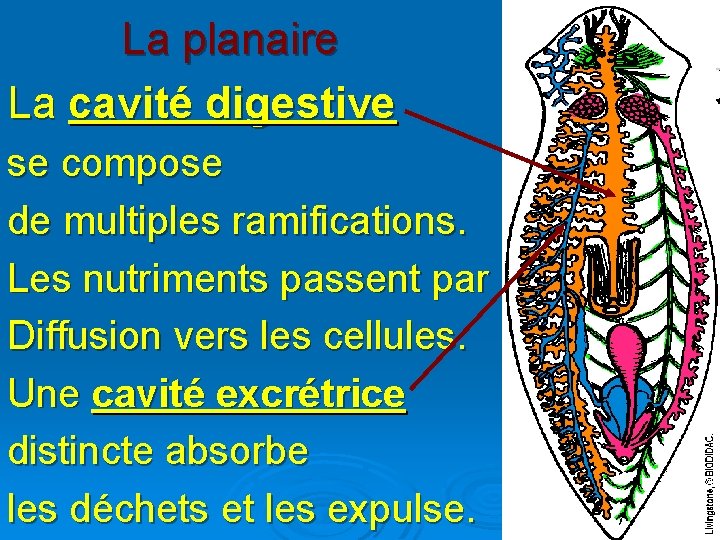 La planaire La cavité digestive se compose de multiples ramifications. Les nutriments passent par