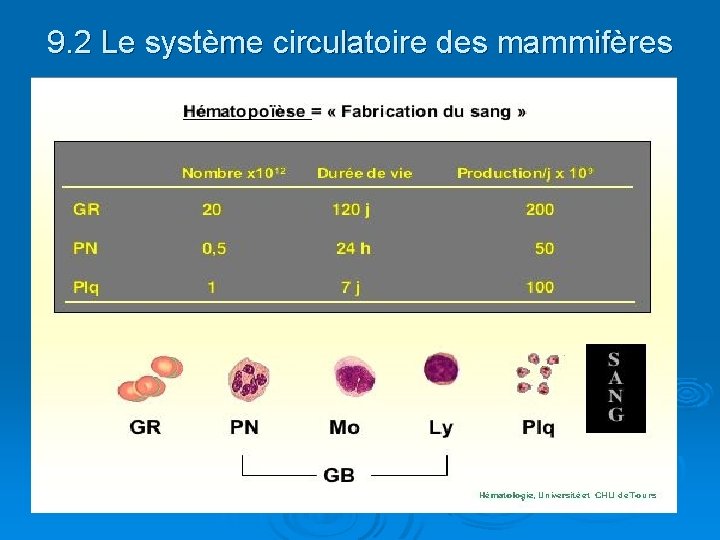 9. 2 Le système circulatoire des mammifères 