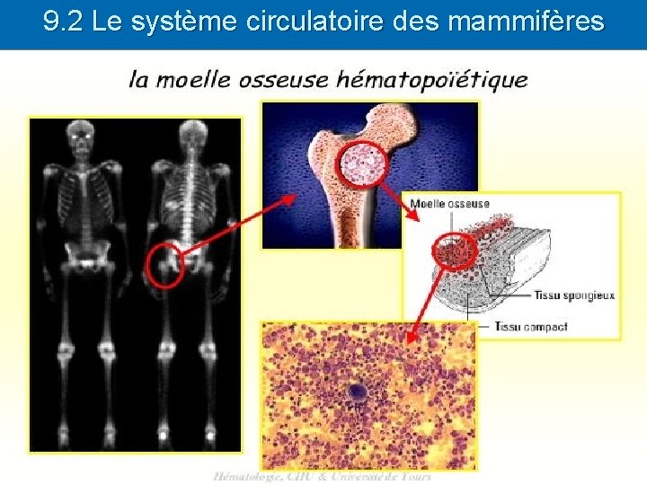 9. 2 Le système circulatoire des mammifères 