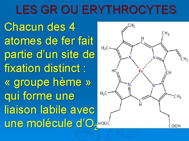  LES GR OU ERYTHROCYTES Chacun des 4 atomes de fer fait partie d’un
