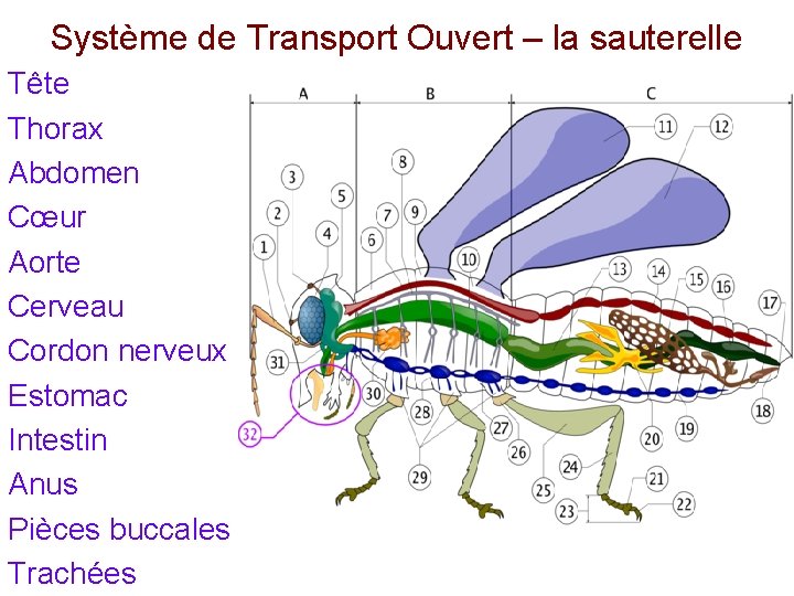 Système de Transport Ouvert – la sauterelle Tête Thorax Abdomen Cœur Aorte Cerveau Cordon