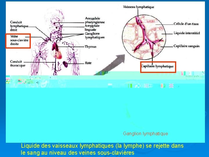 Ganglion lymphatique Liquide des vaisseaux lymphatiques (la lymphe) se rejette dans le sang au
