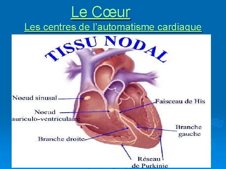 Le Cœur Les centres de l’automatisme cardiaque 