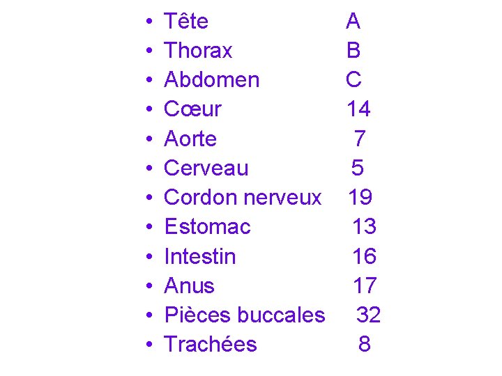  • • • Tête A Thorax B Abdomen C Cœur 14 Aorte 7