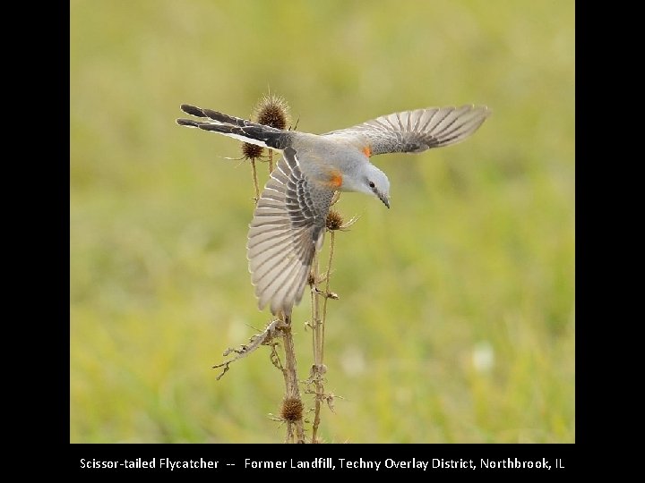 Scissor-tailed Flycatcher -- Former Landfill, Techny Overlay District, Northbrook, IL 