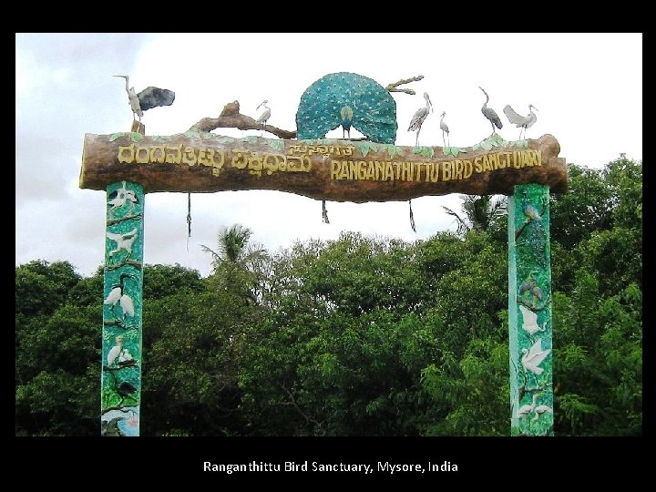 Ranganthittu Bird Sanctuary, Mysore, India 