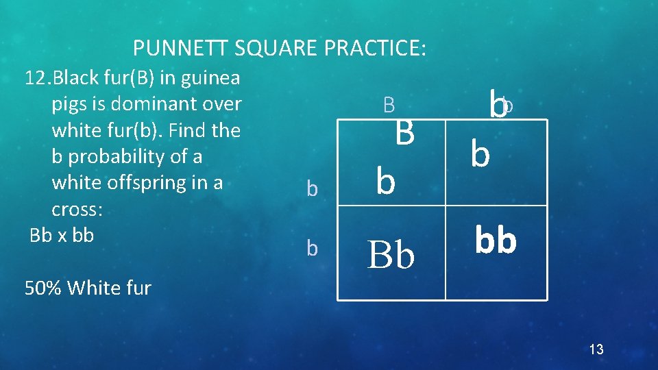 PUNNETT SQUARE PRACTICE: 12. Black fur(B) in guinea pigs is dominant over white fur(b).