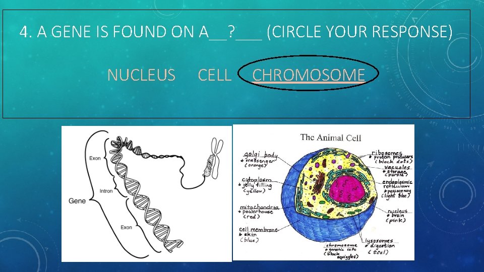 4. A GENE IS FOUND ON A__? ___ (CIRCLE YOUR RESPONSE) NUCLEUS CELL CHROMOSOME