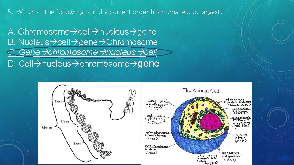 5. Which of the following is in the correct order from smallest to largest?