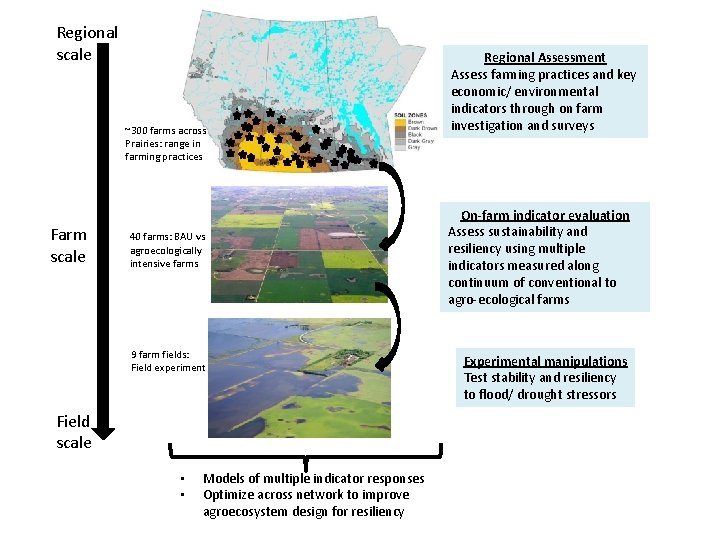 Regional scale ~300 farms across Prairies: range in farming practices Farm scale 40 farms: