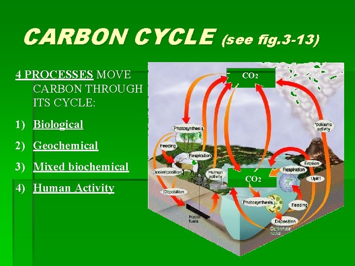 CARBON CYCLE (see fig. 3 -13) 4 PROCESSES MOVE CARBON THROUGH ITS CYCLE: CO