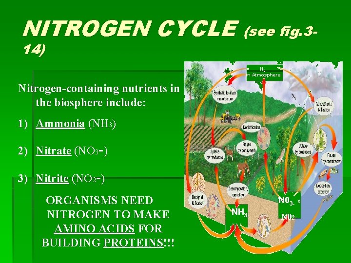 NITROGEN CYCLE (see fig. 314) N 2 in Atmosphere Nitrogen-containing nutrients in the biosphere