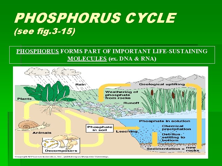 PHOSPHORUS CYCLE (see fig. 3 -15) PHOSPHORUS FORMS PART OF IMPORTANT LIFE-SUSTAINING MOLECULES (ex.