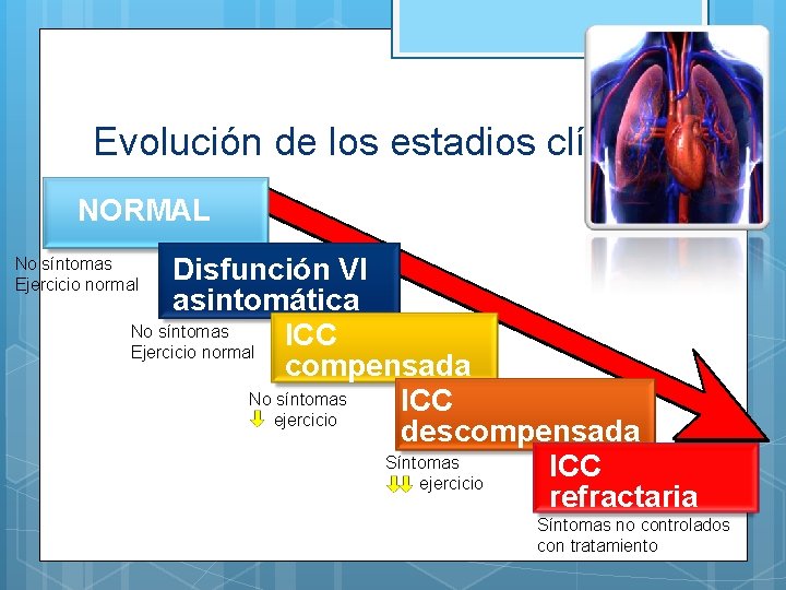  Evolución de los estadios clínicos NORMAL Disfunción VI asintomática No síntomas ICC Ejercicio