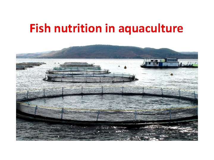 Fish nutrition in aquaculture 